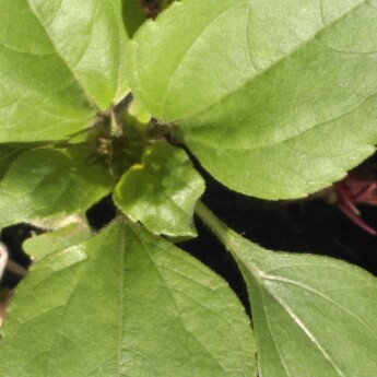 plant image 74784 plant image 74784