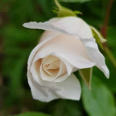 Rosa (Hybrid Tea)