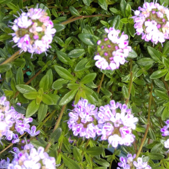 Plant image Thymus Vulgaris 'Montana'