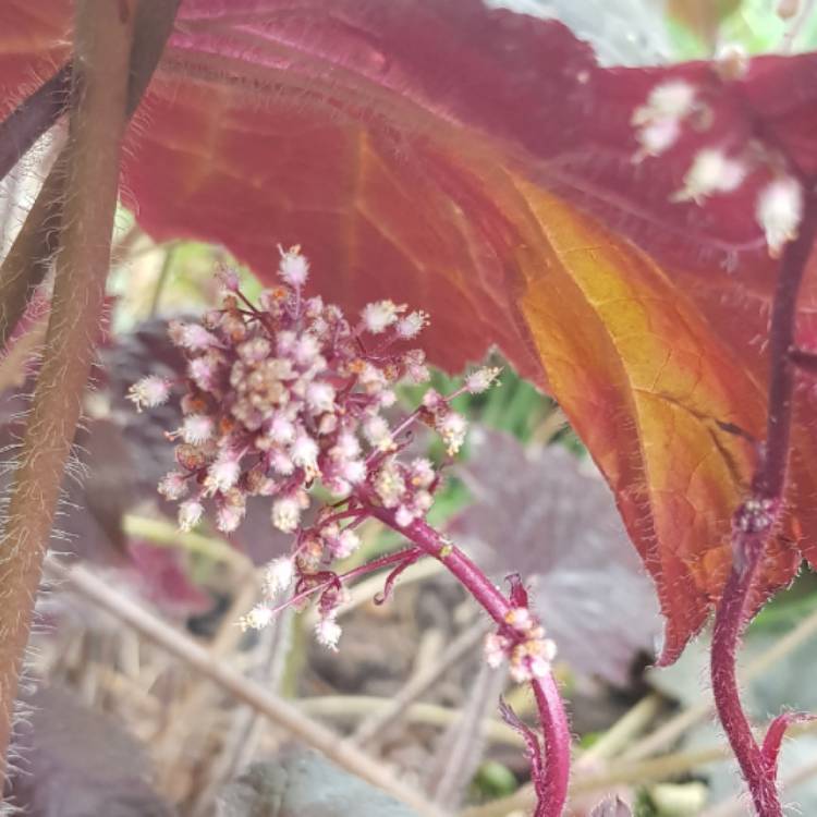 Plant image Heuchera 'Black Beauty'
