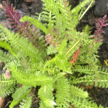 Plant image Achillea millefolium 'Red Velvet'