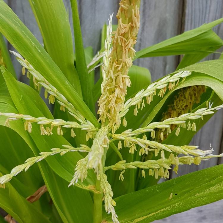 plant image 794344