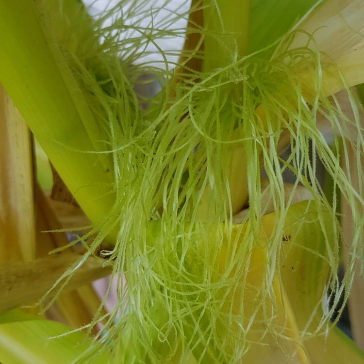 plant image 825428