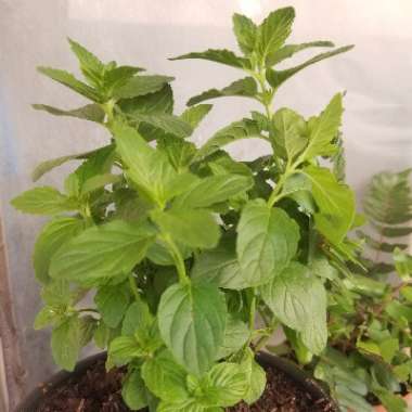 Mentha spicata