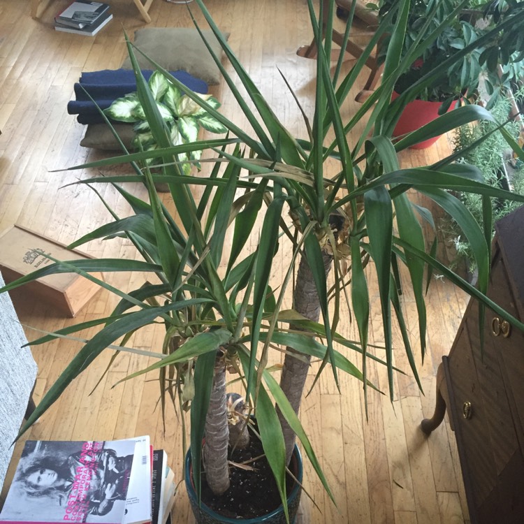 plant image 285888