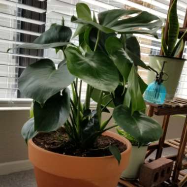 Swiss Cheese Plant