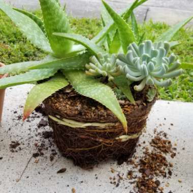 Rick's garden