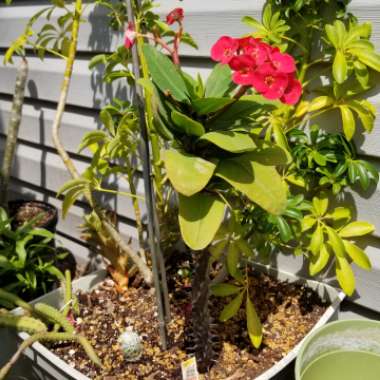 Crown Of Thorns 'Giant Red'