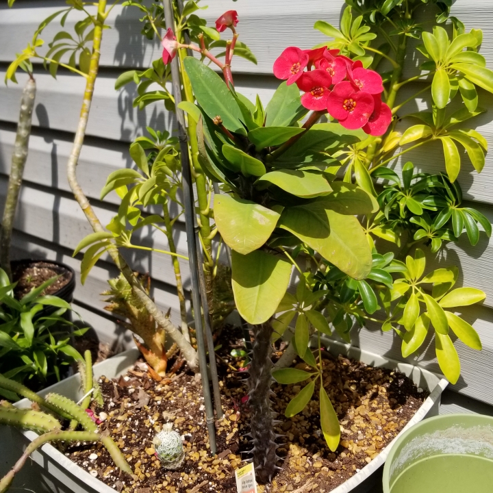 Plant image Euphorbia Milii 'Giant Thai Red'