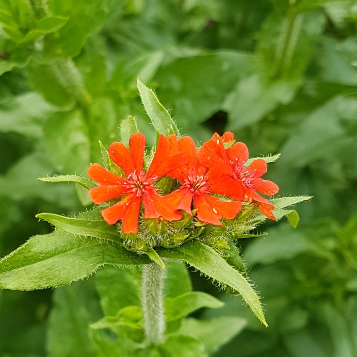 plant image 739692