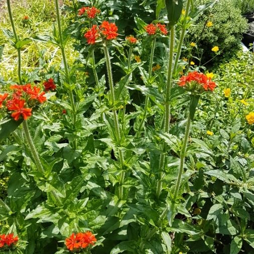 plant image 739704