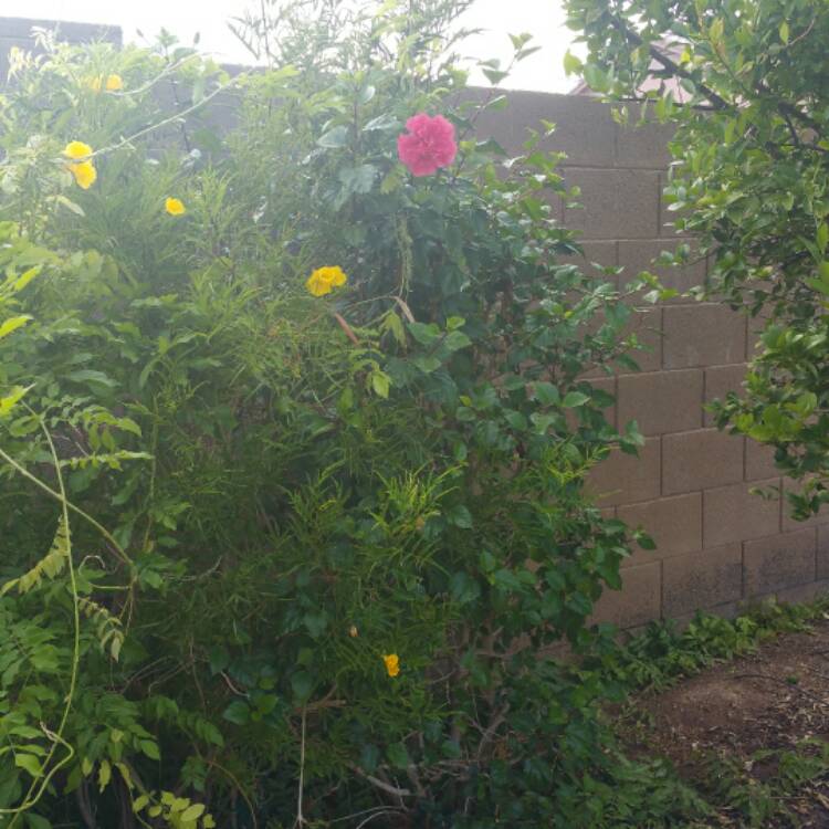 plant image 421367