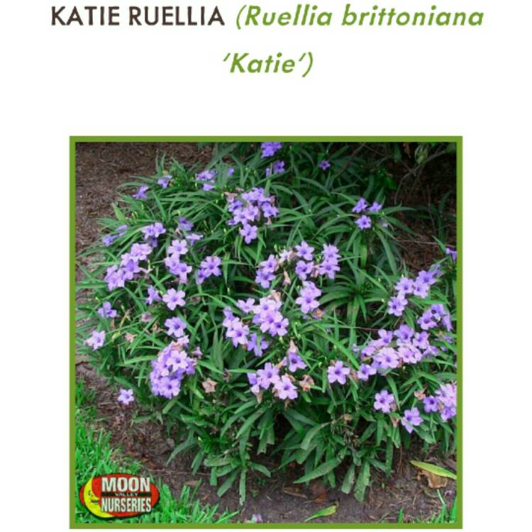 Plant image Ruellia brittoniana 'Katie'