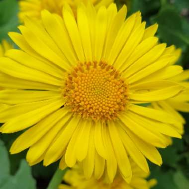 Doronicum caucasicum 'Little Leo'