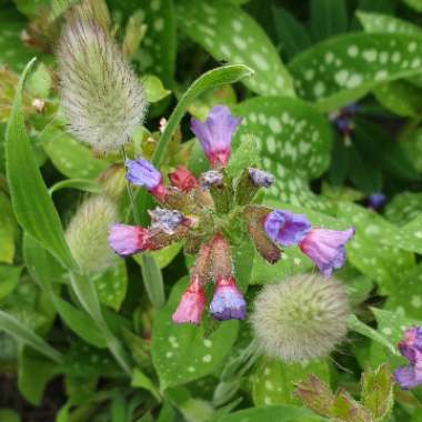 Pulmonaria