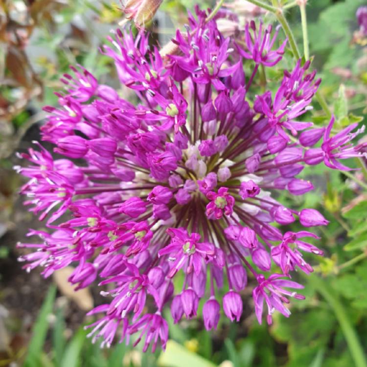 Plant image Allium rosenbachianum