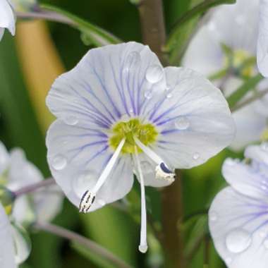 Veronica gentianoides