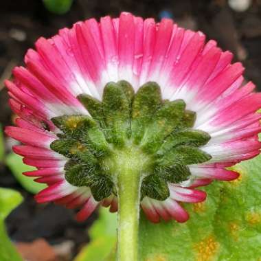 Bellis Perennis