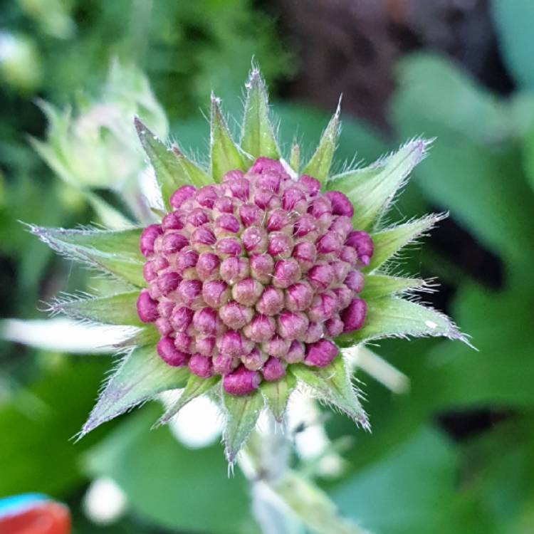 Plant image Knautia macedonica