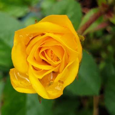 Rosa (Miniature)