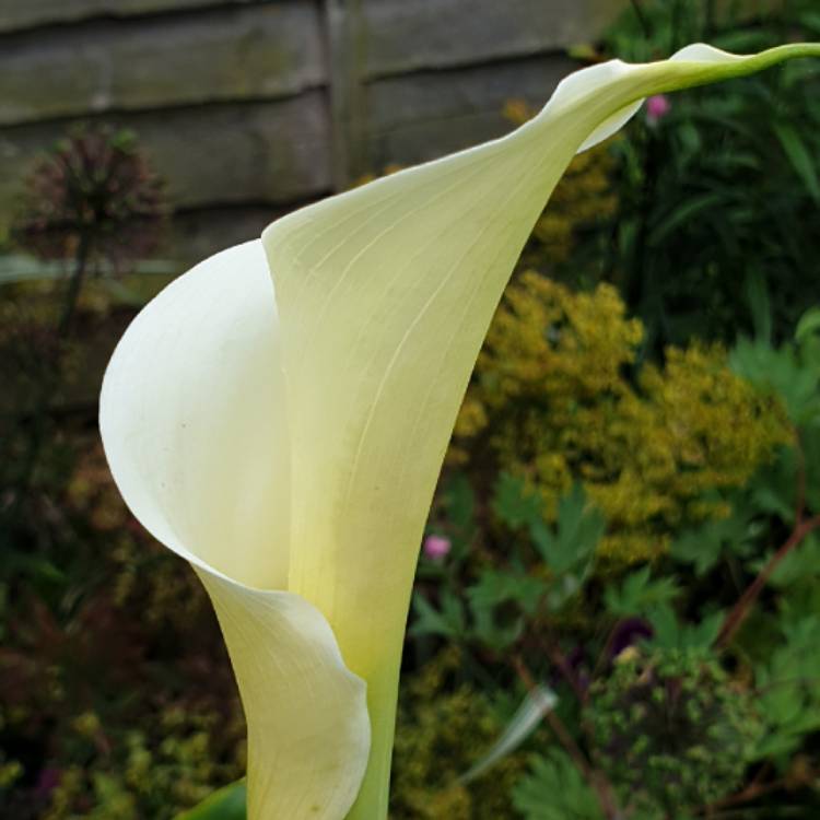 Plant image Zantedeschia 'White Giant'
