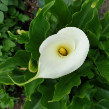 Zantedeschia 'White Giant'