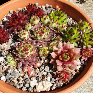 Sempervivum