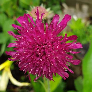 Knautia macedonica