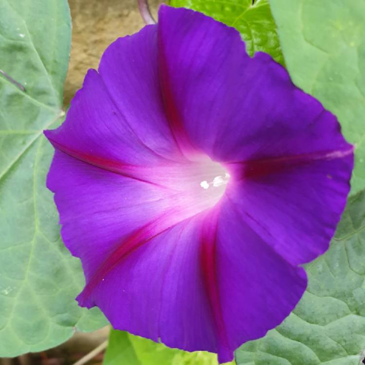 Plant image Ipomoea purpurea 'Grandpa Ott'