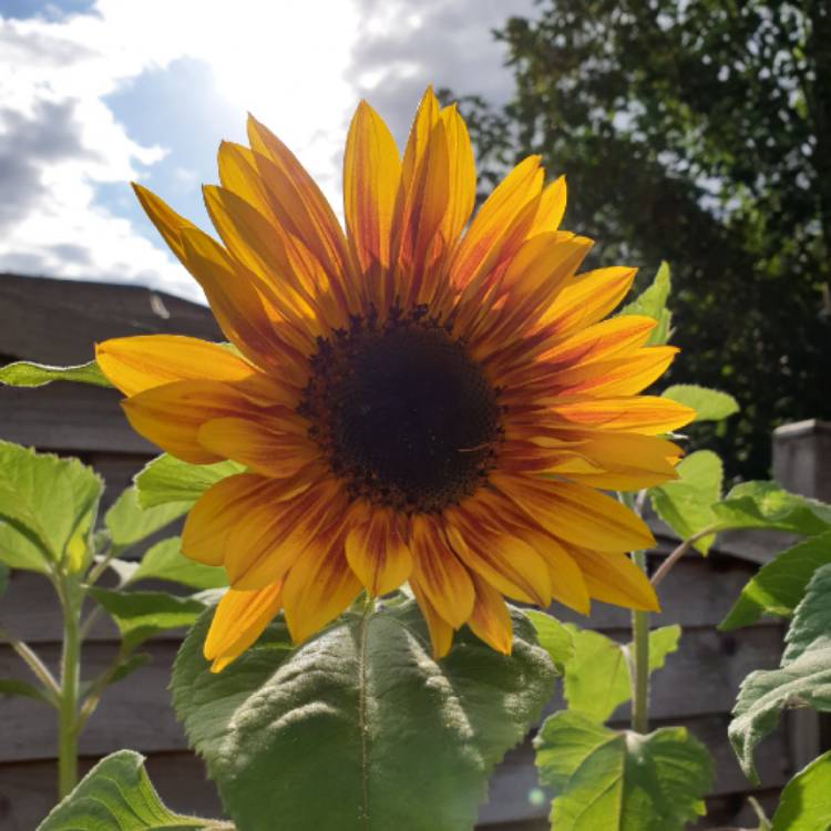 Plant image Helianthus annuus 'Crimson Queen'