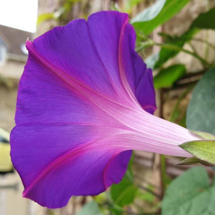 Plant image Ipomoea purpurea