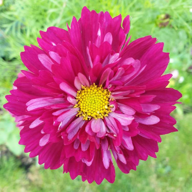 Plant image Cosmos bipinnatus 'Double Click Cranberries'