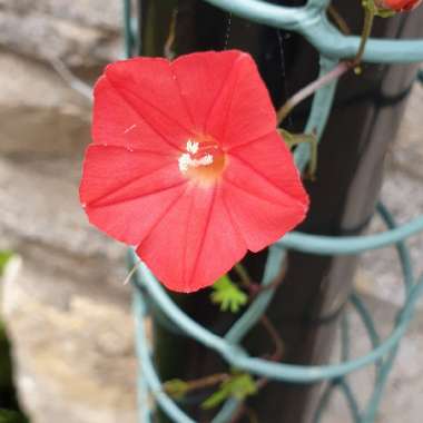 Ipomoea Coccinea