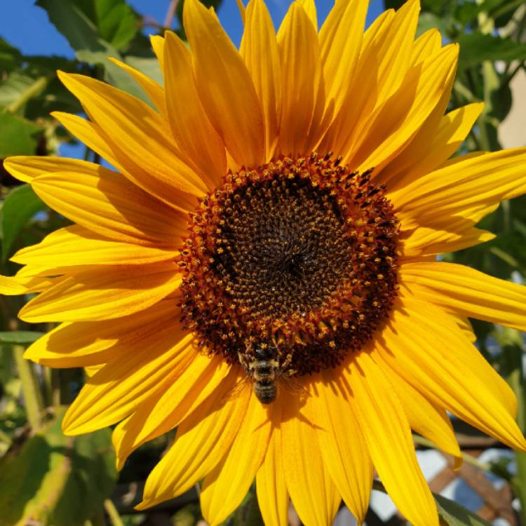 Plant image Helianthus Annuus 'Sunspot'