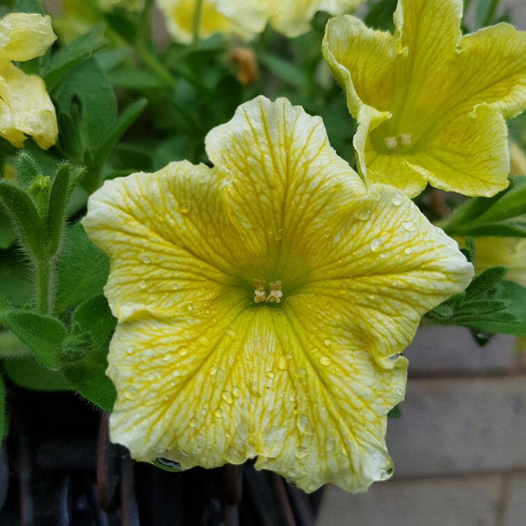 Plant image Petunia 'Prism Sunshine'