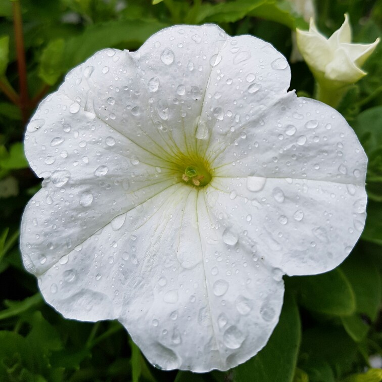 Plant image Petunia grandiflora 'White'