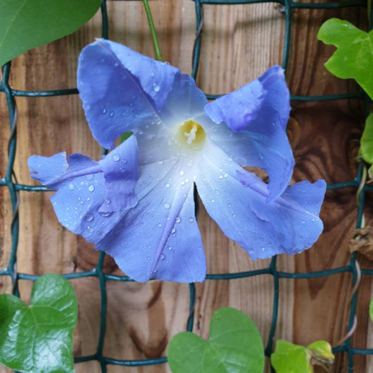 Plant image Ipomoea tricolor 'Heavenly Blue'