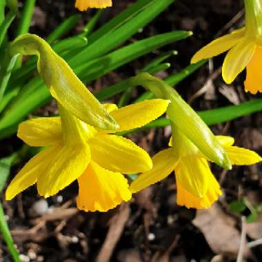 Narcissus 'Tête-à-Tête'