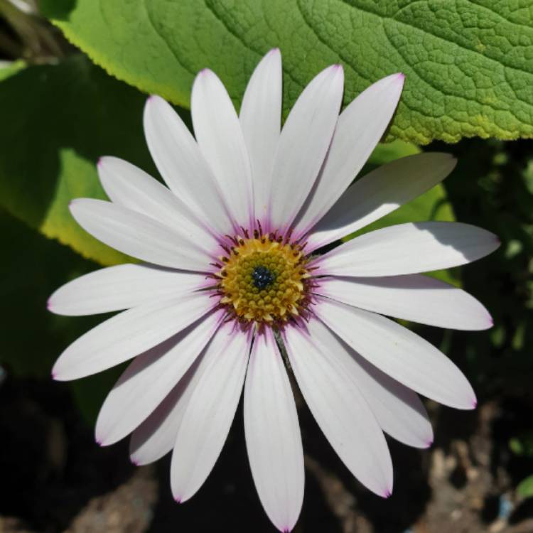 Plant image Osteospermum 'Lady Leitrim'