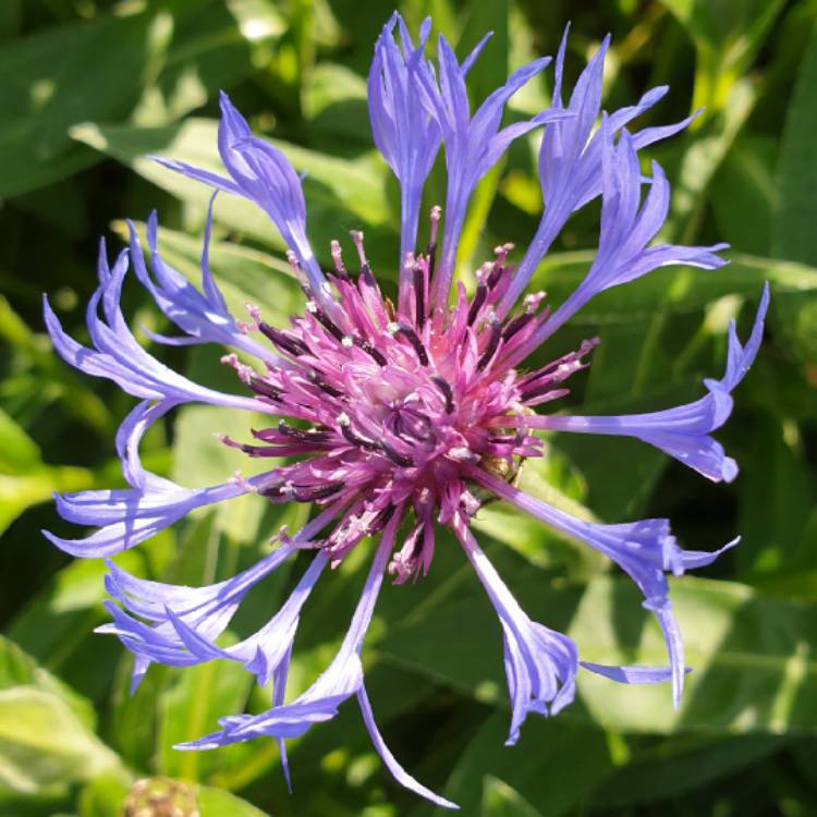 Plant image Centaurea montana