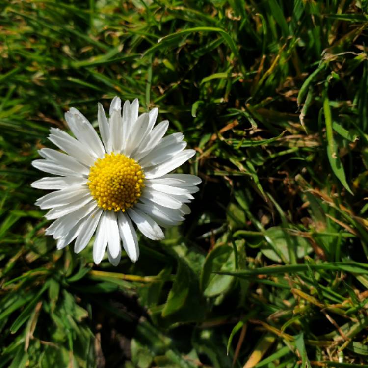 plant image 1282091