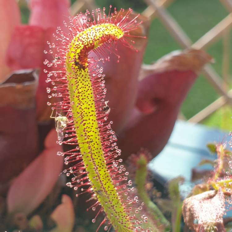 Plant image Drosera Aliciae