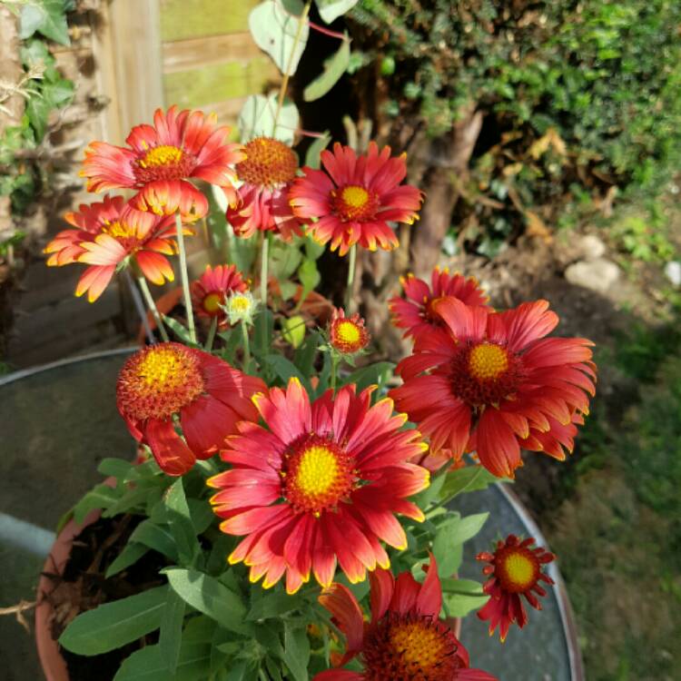 Plant image Gaillardia x grandiflora 'Fanfare Blaze'