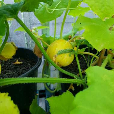 Cucumis Sativus 'Lemon '
