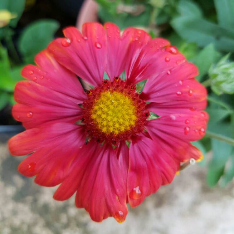 Plant image Gaillardia x grandiflora 'Arizona Red Shades' syn. Gaillardia 'Arizona Red Shades'