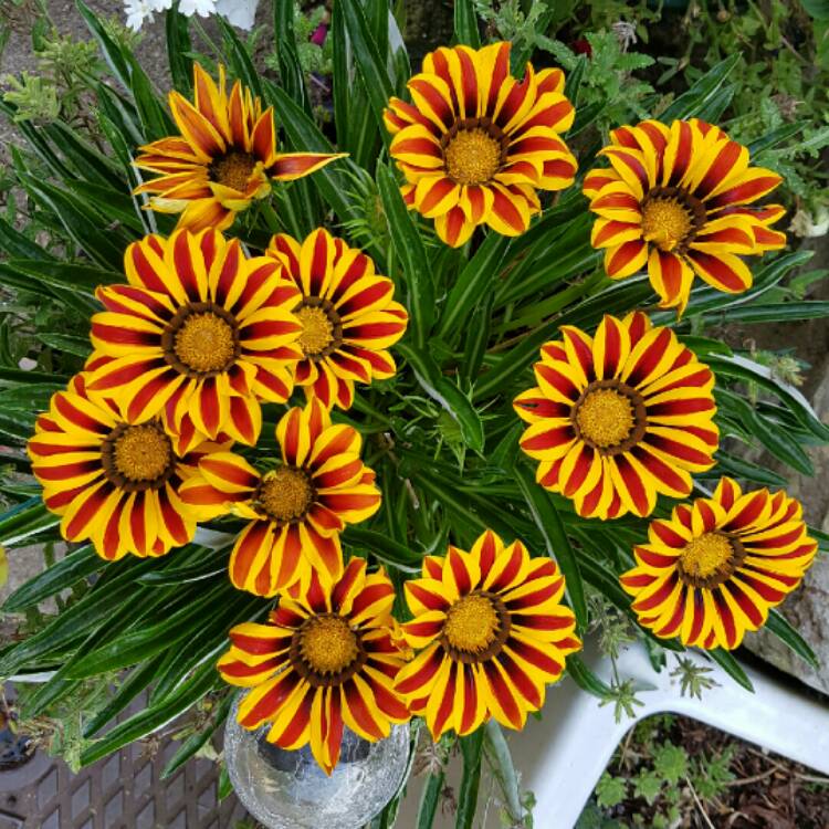 Plant image Gazania 'Daybreak Red Striped'