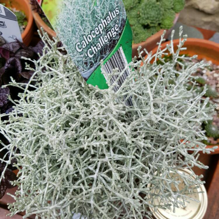 Plant image Calocephalus