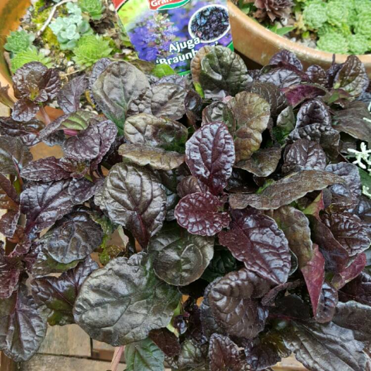 Plant image Ajuga pyramidalis 'Metallica Crispa'