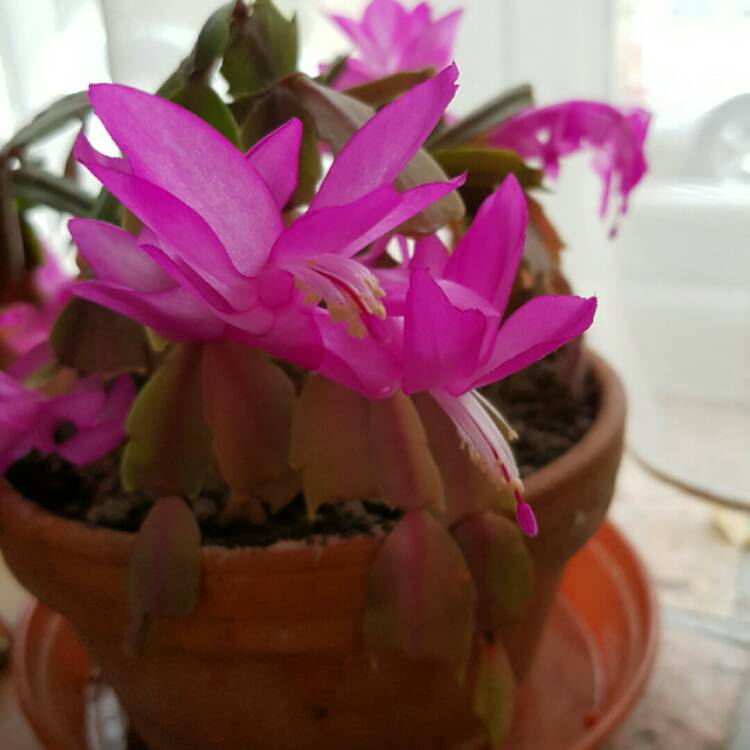Plant image Schlumbergera truncata Vila Velha Brazil