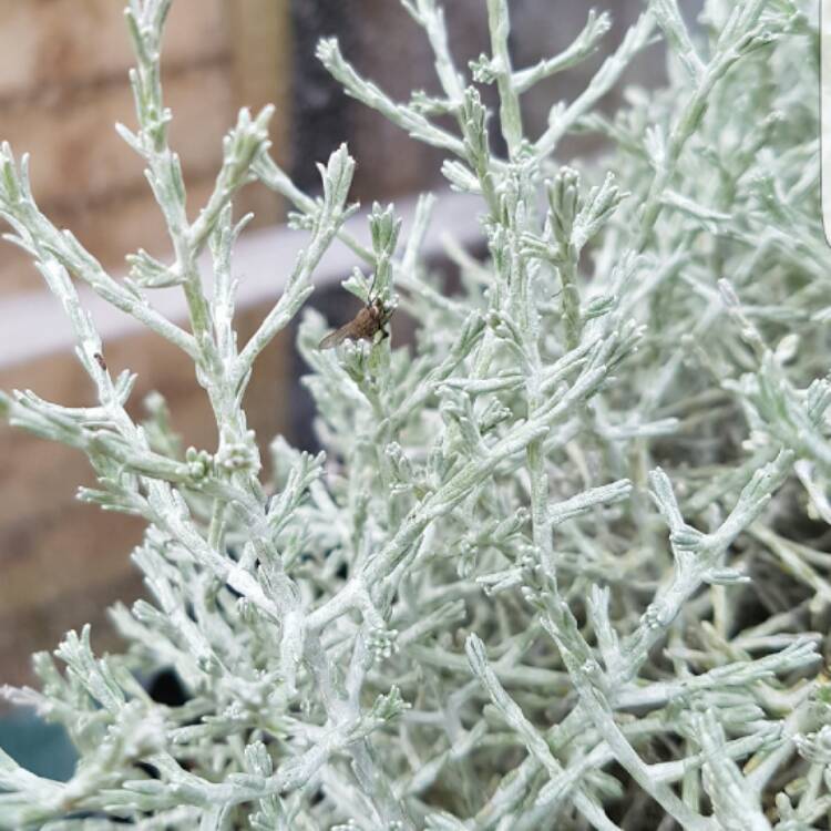 Plant image Calocephalus